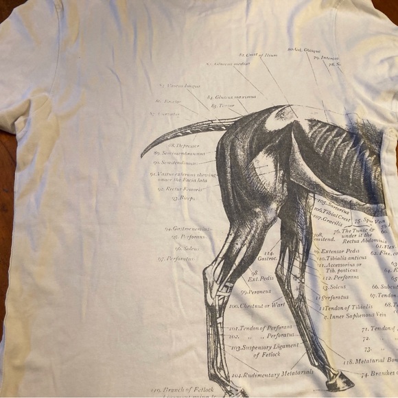 Buckler unisex cotton tee shirt Equine anatomy illustration in gray on off white - Picture 9 of 10